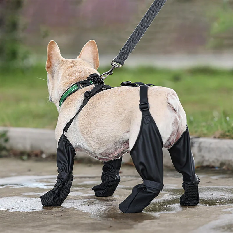PawGuard™ - Veilige en comfortabele poten | 50% KORTING - Image 7